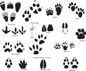 Check These 10 Paw Print Tattoo Ideas You Might Like To Have For Your ...